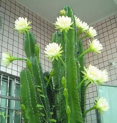 包邮仙人柱 量天尺 仙人掌 无刺天轮柱 盆栽植物 抗防辐射 将军柱