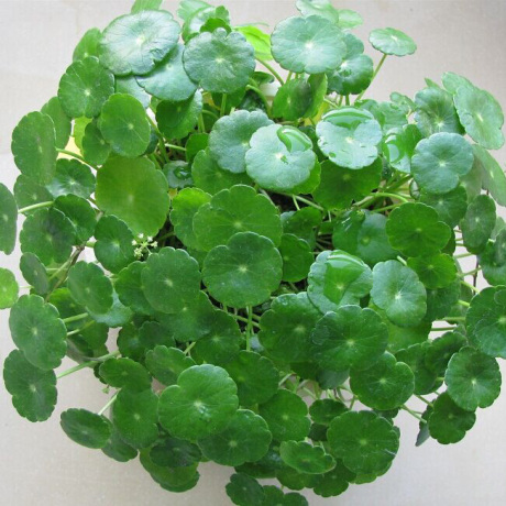 铜钱草 黑珍珠 绿植盆栽室内奇趣植物办公室桌面金钱草