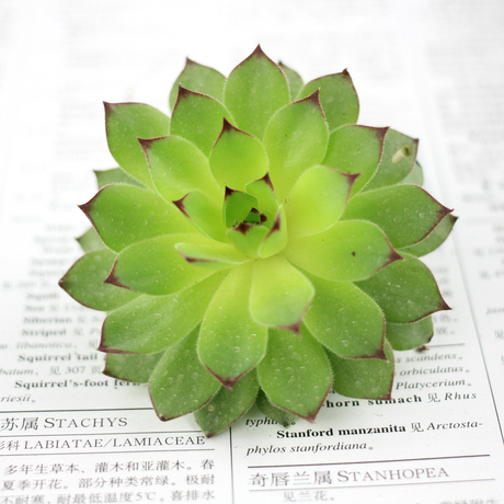 小多肉迷你盆栽 多肉植物 观音莲 (含盆) 基地 种植