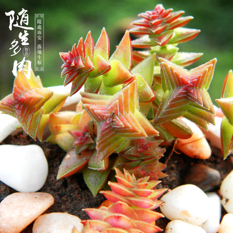 随生多肉| 茜之塔 西之塔 多肉植物 多头 小老桩品相好 实拍