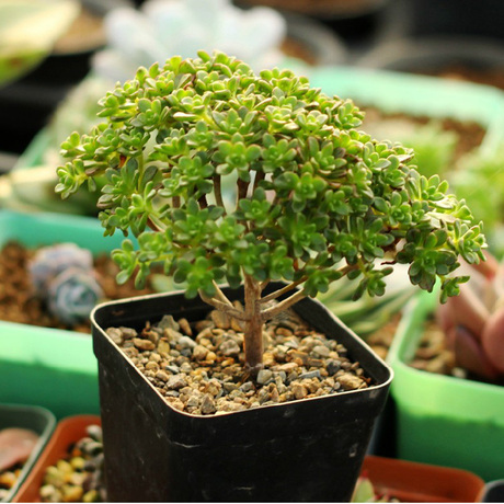 多肉植物 小人祭 日本小松 老桩 花卉绿植盆栽桌面防辐射植物