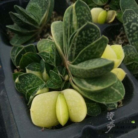 多肉植物绿植盆栽十二卷属多头群生子宝锦元宝锦 直径5cm