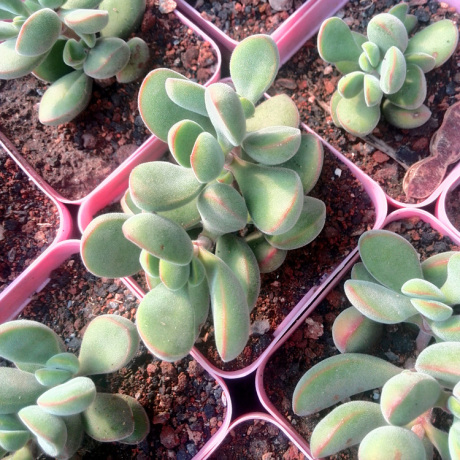 若歌诗群生老桩多肉植物上帝的彩色板大连多肉大棚批发特价