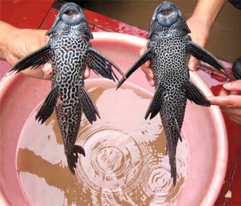 爱逛街为您找到黑色鱼相关的宝贝,您可以在下面的板块中挑选喜欢的