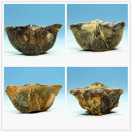 弓石燕 天然古生物化石教学标本腕足类矿物晶体奇石头diy饰品