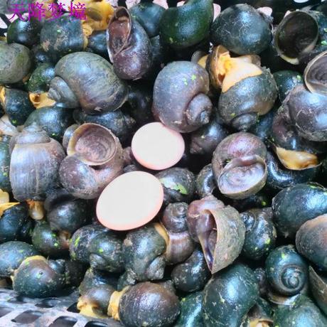 福寿螺观赏螺宠物螺鱼龟缸清道夫螺 苹果螺 活体批发15元一斤