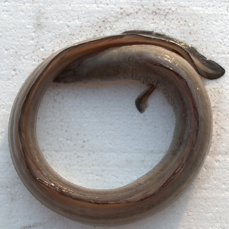 爱逛街为您找到青鳗相关的宝贝,您可以在下面的板块中挑选喜欢的宝贝