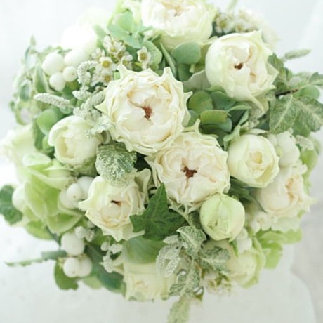 新品 日月 白波 月季 白浪 灌木系类