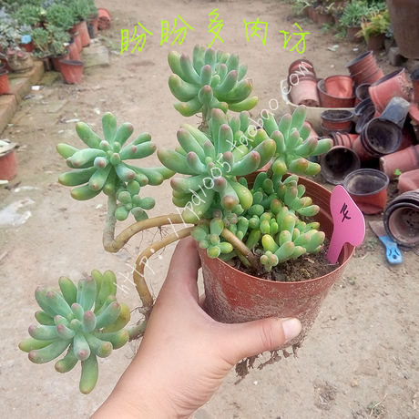 八千代乙女心单头多头老桩一物一拍盼盼多肉坊多肉植物