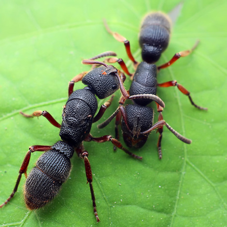 红足穴猛蚁pachycondyla rufipes