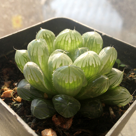 早安小馆 多肉植物【玉露】宫灯玉露 天窗透6-7cm 品相完美