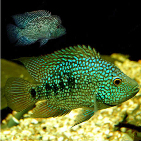 爱逛街为您找到大型热带观赏鱼相关的宝贝,您可以在下面的板块中挑选