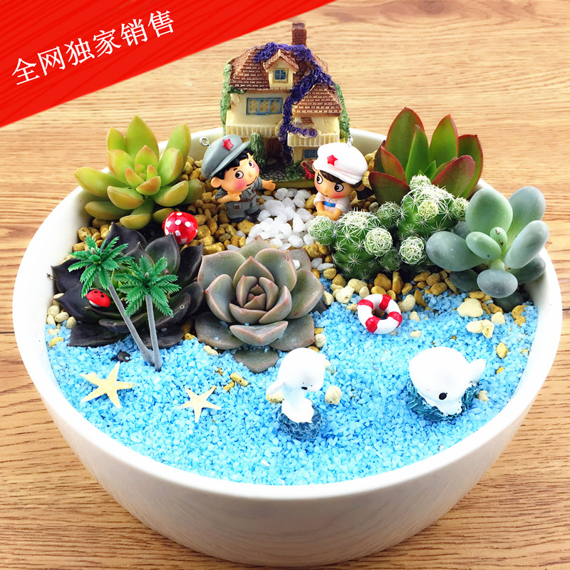 

Xiao CAI DIY