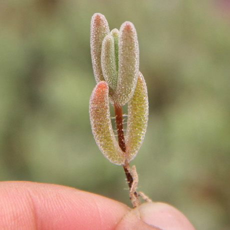 3皇冠 多肉植物 枝干番杏 植株晶莹剔透非常漂亮