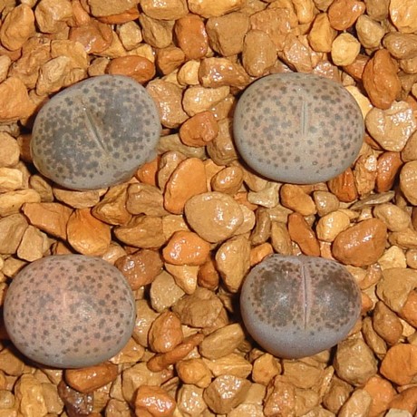 纯种生石花 c376碧琉璃 两年生 番杏科 多肉植物