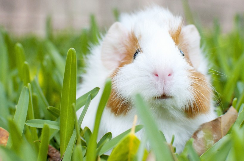 

Guinea pig Netherlands pig