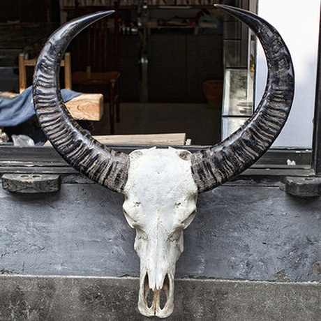 牛头骨特色手工艺品真水牛羊头骨装饰品特色工艺礼品摆件壁饰包邮