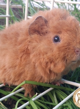 荷兰猪宝宝活体 豚鼠 长逆毛 短逆 长顺毛 卷毛 开心家的宠物乐园