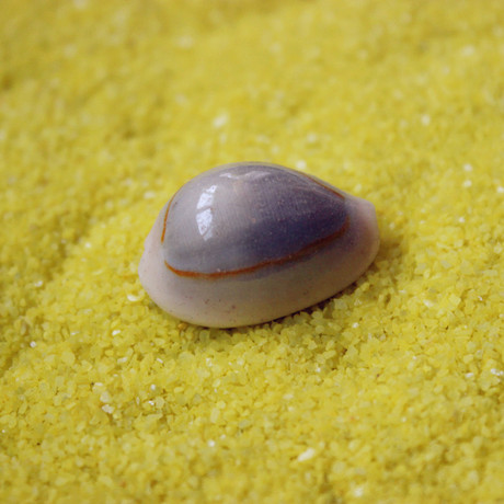 天然黄宝螺1元3个 贝壳海螺鱼缸水族造景地台家居装饰装饰2-3cm