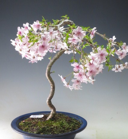 进口日本精品盆景预购 垂枝樱盆景 富士樱 7/9年造型株 樱花盆景