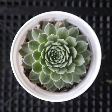 限时打折包邮【芙蓉卷娟】多肉植物防辐射