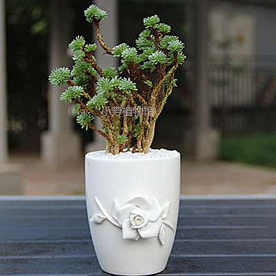 多肉植物小绿松球松多头老庄肉肉组合盆栽办公室内桌面防辐射盆景