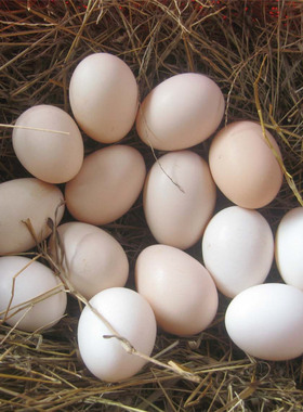 了  苏北土鸡蛋农家散养30枚新鲜包邮 草鸡蛋笨鸡蛋正宗土特产月子蛋