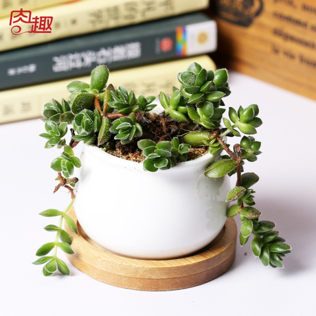 奇趣植物大卫丛生多肉植物盆栽韩国进口办公桌花卉绿植基地直供