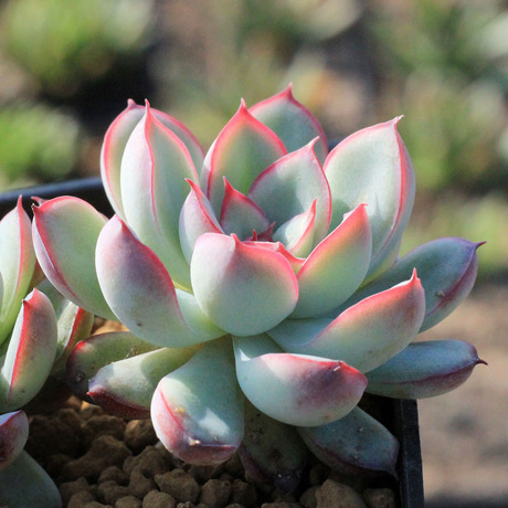 【绿手指出品】莫兰 荷花 单头 进口景天莲花多肉植物 有根