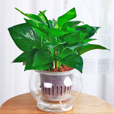 【盆栽花卉】_水培绿萝图片_价格_搭配分享 - 爱逛街