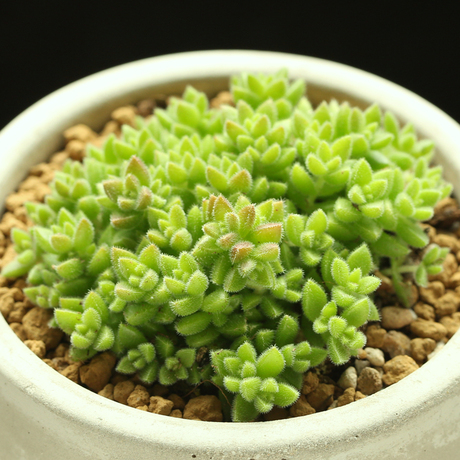 壹分皿 多肉小绒塔群生韩国进口多肉植物护盆草易爆盆拼盘小盆栽