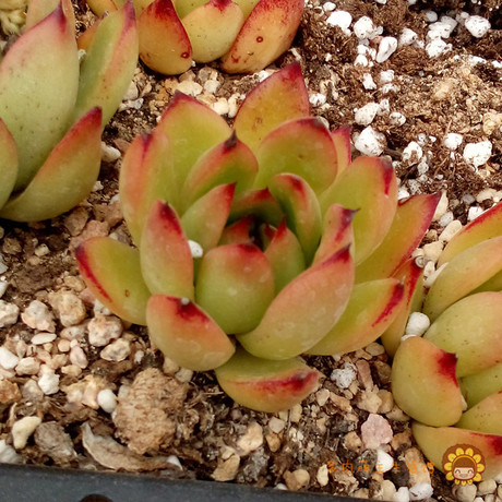 圣诞冬云 多肉植物 4-5厘米 现在颜色较绿