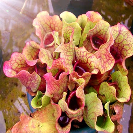 食虫草绿植物瓶子草花苗——绿紫瓶办公室内盆栽花卉观叶净化家居