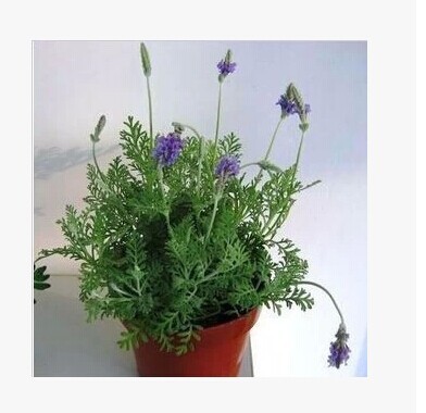 【新疆熏衣精草精油】_熏衣草花干花包图片_车载香水古龙香熏衣草价格