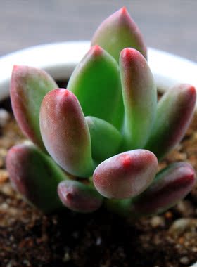 酥皮鸭 进口多头肉肉植物多肉趣味绿植盆栽办公室内桌面花卉盆景