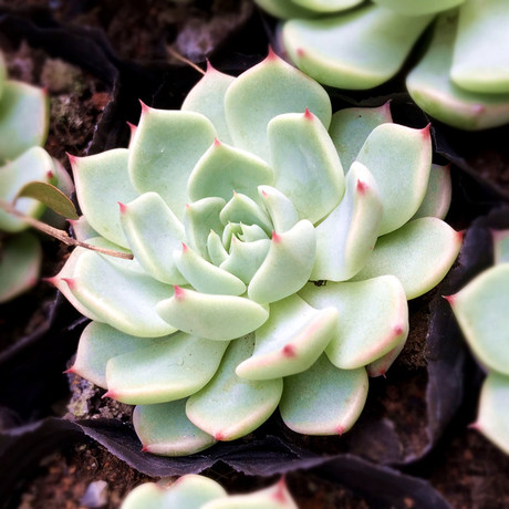 {夏小姐多肉植物}进口多肉植物 黑爪(野玫瑰之精)满50包邮