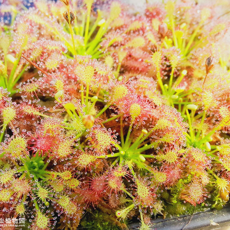 食虫植物-长柄茅膏菜(热带)