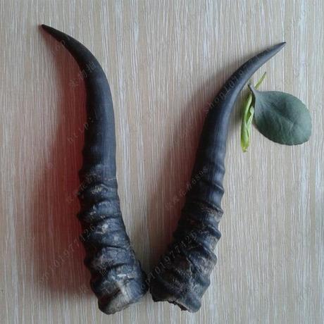 黄羊角家养原料粗圆宽纹 烟嘴 刀柄料镇宅摆件 批发配件/个