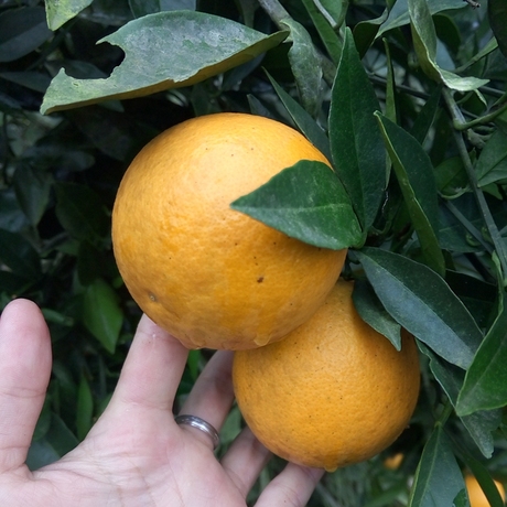 您可以在下面的板块中挑选喜欢的宝贝 名贡村 广西富川纽荷尔脐橙