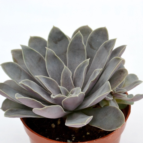 茜牡丹 精品多肉 7厘米 盆栽