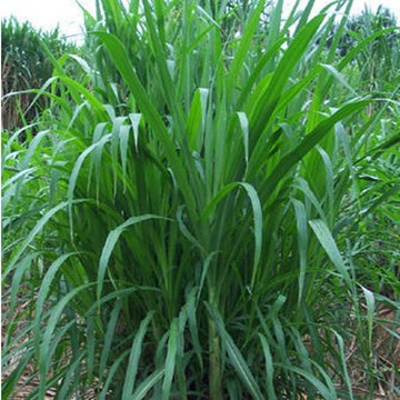 

Семена SIS enough of human spermatogonial 70