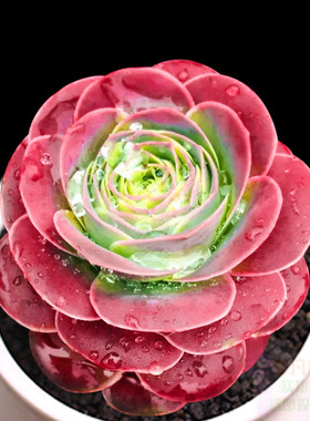 多肉植物 舞娘/熊童花月 品像好 办公桌防辐射绿植盆栽