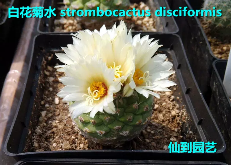 仙人球赤花菊水strombocactus Pulcherrimus 白花菊水当季采收