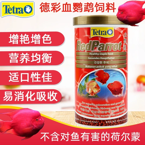 Дескайский кровь попугай рыба кормит красную тропическую рыбу рыбу рыбу, наблюдая