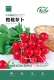 Zhongshou® вишневый редька семян 5G Оригинал около 600 капсул