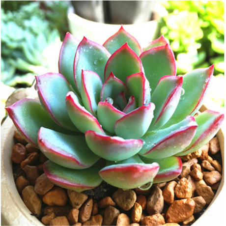 满45包邮 多肉植物 雨燕座 花卉植物盆栽创意迷你绿植盆景b105