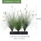 Little Wolf Tail Botanical Group C Type [Puwa Color 95 см]]