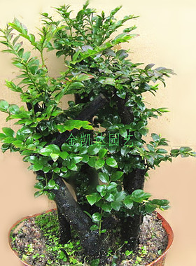 名贵黑骨茶黑檀木盆景树桩植物盆栽室内桌面绿植小叶檀香紫檀树