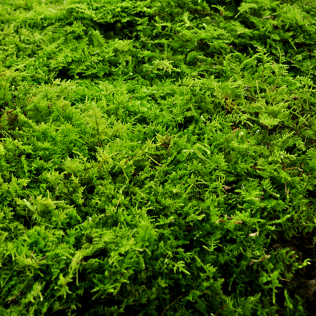 干苔藓水苔绿植造景装饰保湿青苔苔藓新鲜微景观盆景植物盆栽