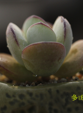 多肉c-种子 进口 德国 景天属 甜心景天 木樨